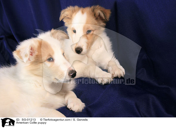 Amerikanischer Collie Welpe / American Collie puppy / SG-01213