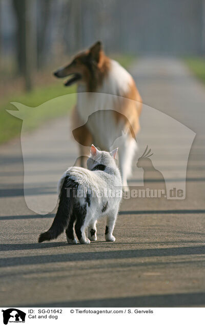 Hund und Katze / Cat and dog / SG-01642