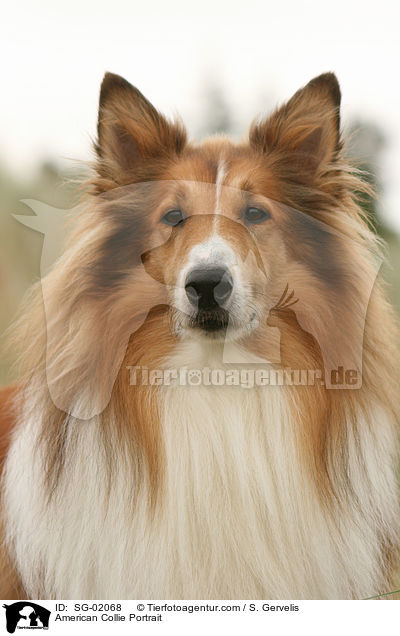 American Collie Portrait / SG-02068