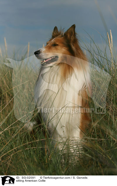 sitzender Amerikanischer Collie / sitting American Collie / SG-02091