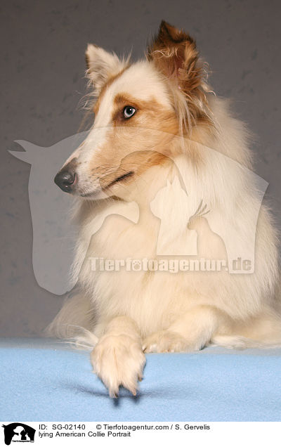 liegender Amerikanischer Collie Portrait / lying American Collie Portrait / SG-02140