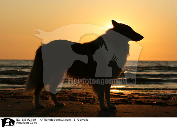 Amerikanischer Collie / American Collie / SG-02150