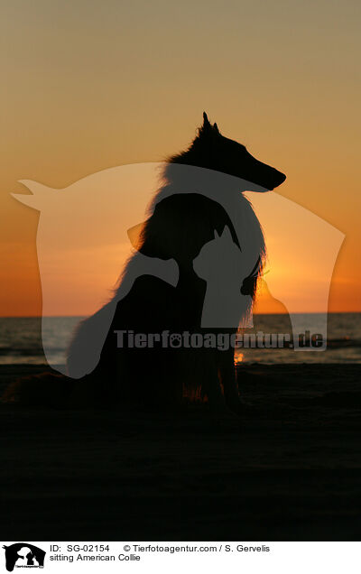 sitzender Amerikanischer Collie / sitting American Collie / SG-02154