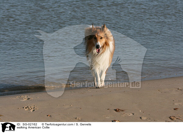 laufender Amerikanischer Collie / walking American Collie / SG-02162