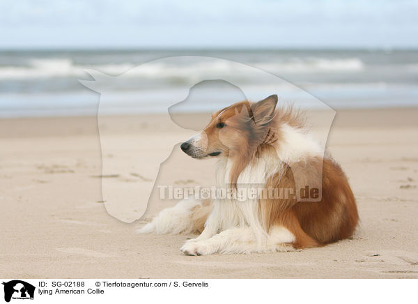 liegender Amerikanischer Collie / lying American Collie / SG-02188