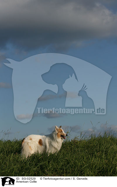 Amerikanischer Collie / American Collie / SG-02529