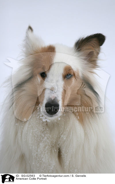 American Collie Portrait / SG-02563