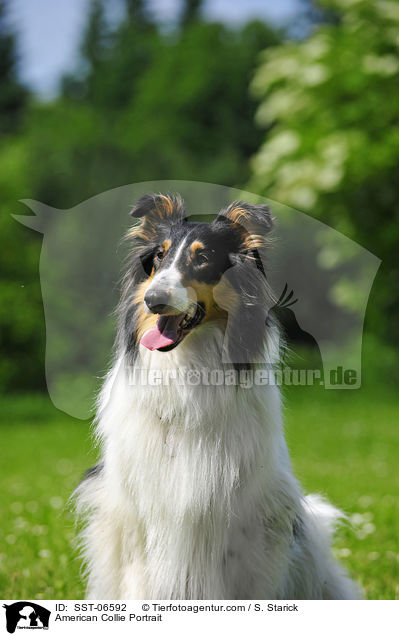 American Collie Portrait / SST-06592