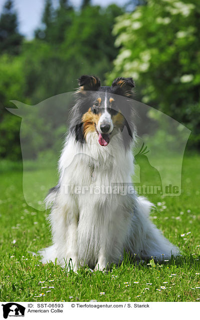 Amerikanischer Collie / American Collie / SST-06593