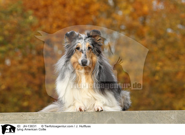 liegender Amerikanischer Collie / lying American Collie / JH-13631