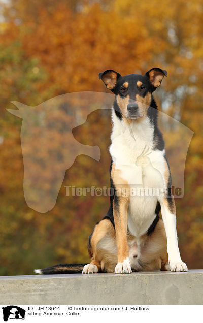 sitzender Amerikanischer Collie / sitting American Collie / JH-13644