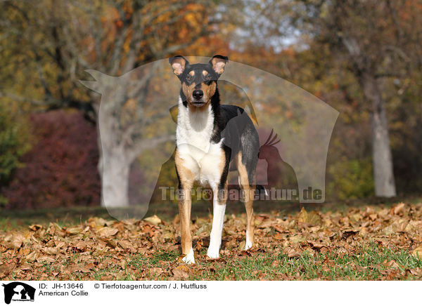 Amerikanischer Collie / American Collie / JH-13646