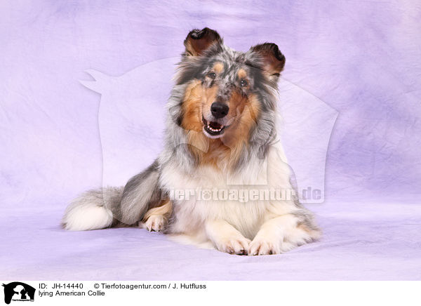 liegender Amerikanischer Collie / lying American Collie / JH-14440