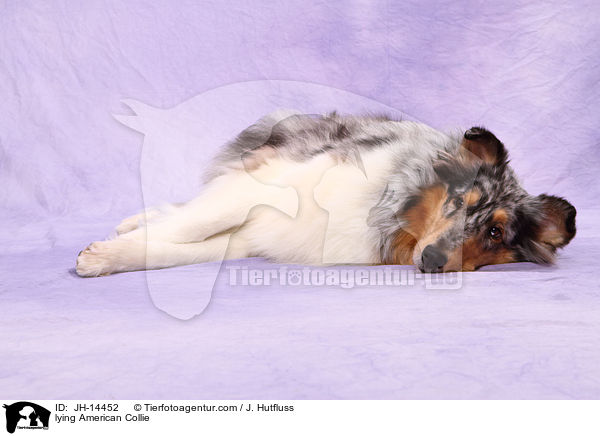 liegender Amerikanischer Collie / lying American Collie / JH-14452