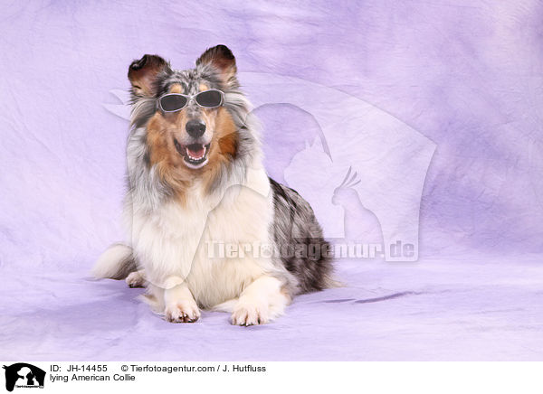 liegender Amerikanischer Collie / lying American Collie / JH-14455