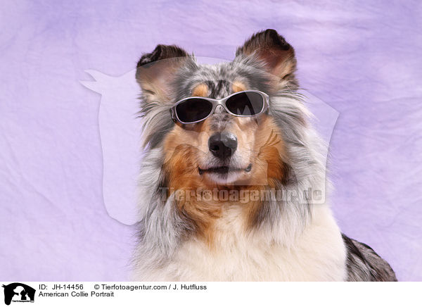 Amerikanischer Collie Portrait / American Collie Portrait / JH-14456