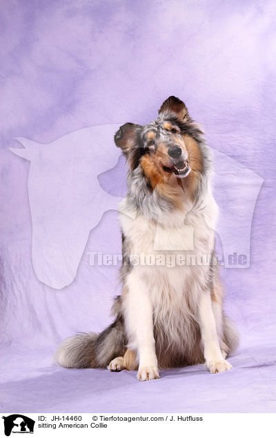 sitzender Amerikanischer Collie / sitting American Collie / JH-14460