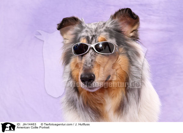 Amerikanischer Collie Portrait / American Collie Portrait / JH-14463