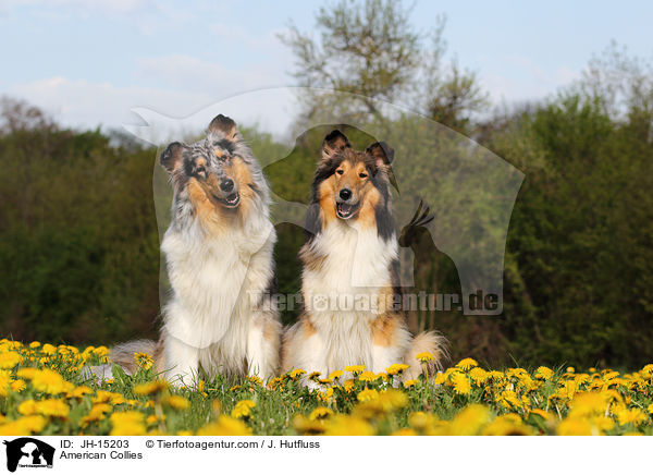 Amerikanische Collies / American Collies / JH-15203