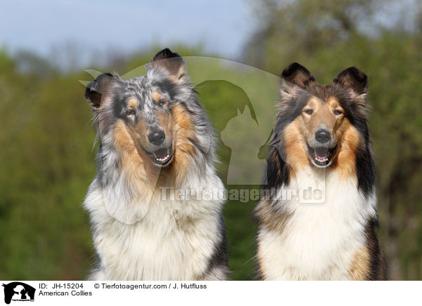 Amerikanische Collies / American Collies / JH-15204