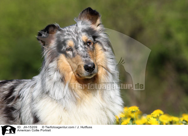 American Collie Portrait / JH-15209