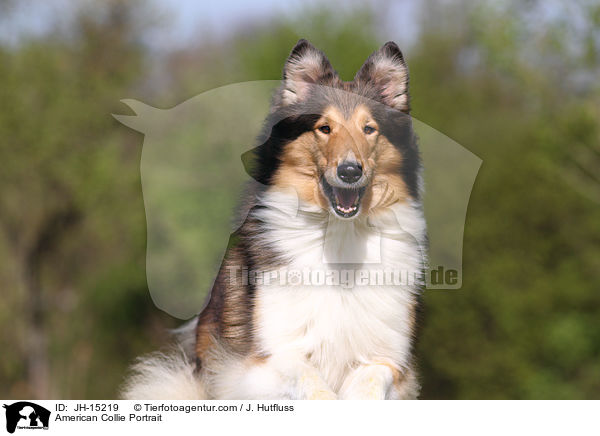 American Collie Portrait / JH-15219