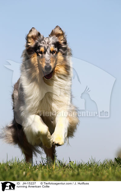 running American Collie / JH-15227