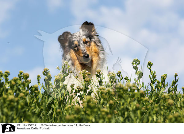 American Collie Portrait / JH-15237