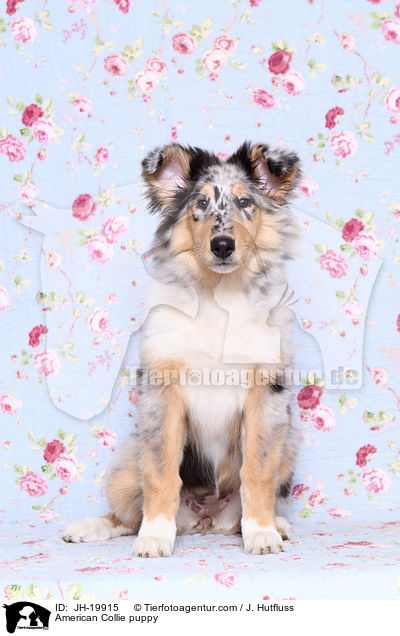 Amerikanischer Collie Welpe / American Collie puppy / JH-19915