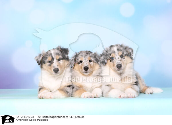 American Collie Puppies / JH-24723