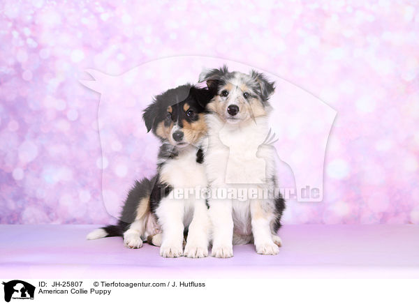 Amerikanischer Collie Welpe / American Collie Puppy / JH-25807