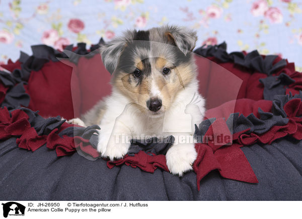 Amerikanischer Collie Welpe auf einem Kissen / American Collie Puppy on the pillow / JH-26950