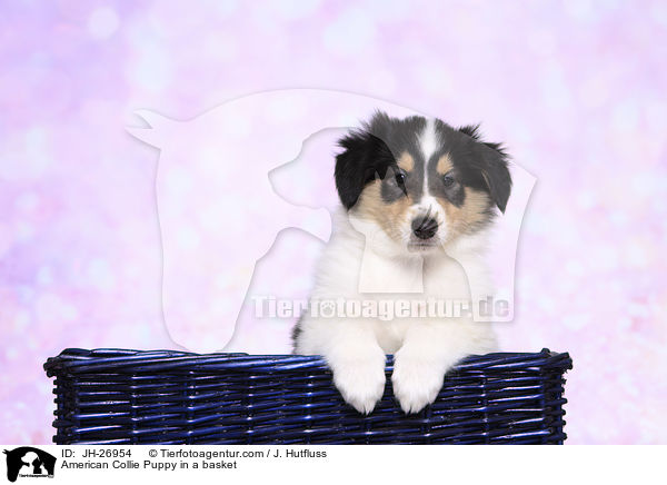 Amerikanischer Collie Welpe in einem Krbchen / American Collie Puppy in a basket / JH-26954