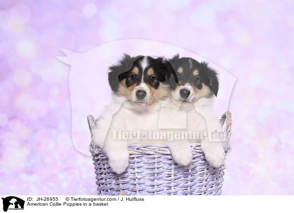 Amerikanischer Collie Welpen in einem Krbchen / American Collie Puppies in a basket / JH-26955