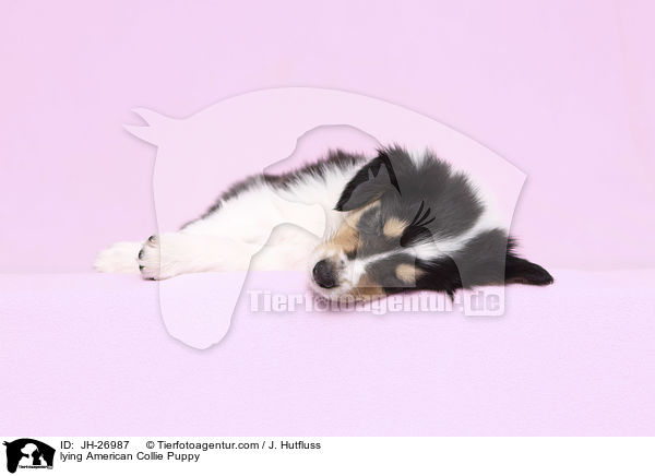 liegender Amerikanischer Collie Welpe / lying American Collie Puppy / JH-26987