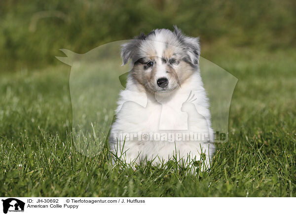 Amerikanischer Collie Welpe / American Collie Puppy / JH-30692