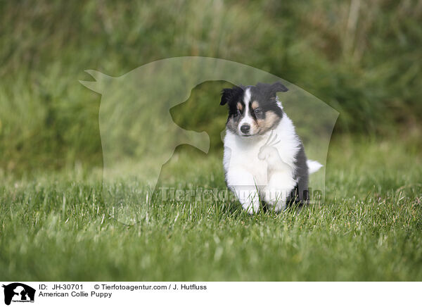 Amerikanischer Collie Welpe / American Collie Puppy / JH-30701