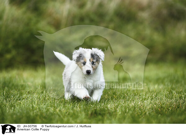 Amerikanischer Collie Welpe / American Collie Puppy / JH-30756