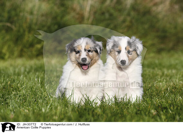 Amerikanische Collie Welpen / American Collie Puppies / JH-30772