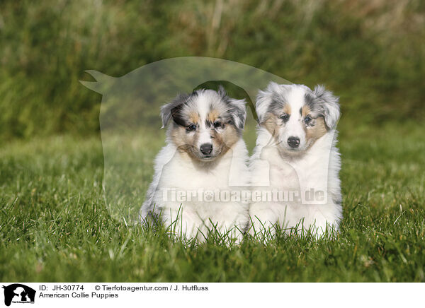 Amerikanische Collie Welpen / American Collie Puppies / JH-30774
