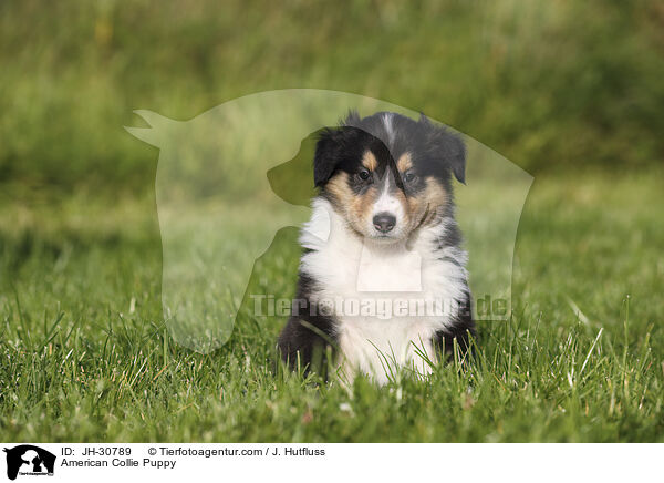 Amerikanischer Collie Welpe / American Collie Puppy / JH-30789