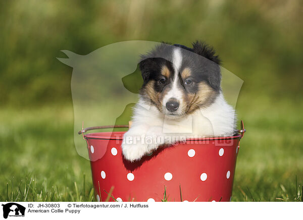 Amerikanischer Collie Welpe / American Collie Puppy / JH-30803