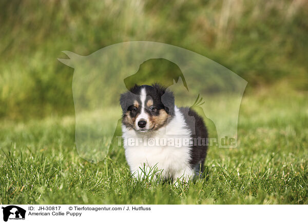 Amerikanischer Collie Welpe / American Collie Puppy / JH-30817