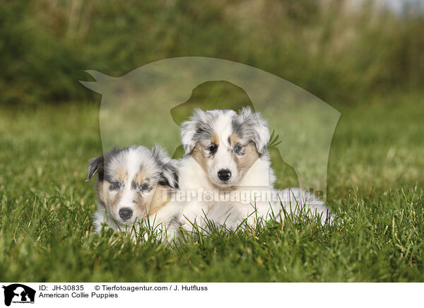 Amerikanische Collie Welpen / American Collie Puppies / JH-30835