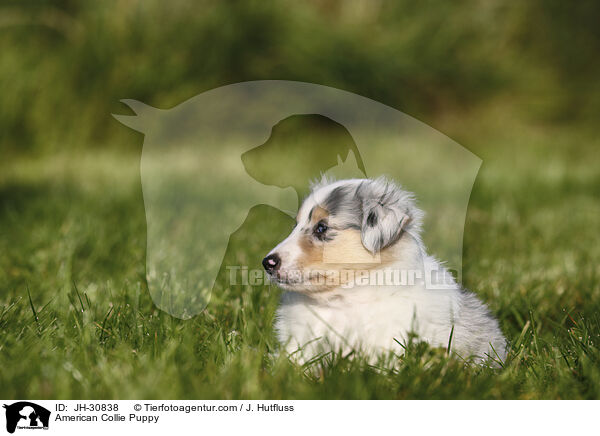 Amerikanischer Collie Welpe / American Collie Puppy / JH-30838
