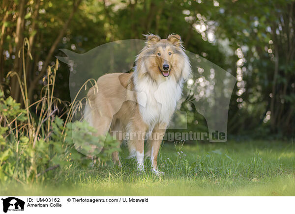 American Collie / American Collie / UM-03162