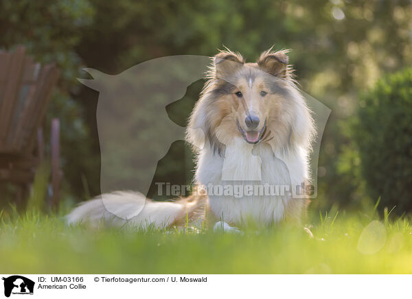 American Collie / American Collie / UM-03166