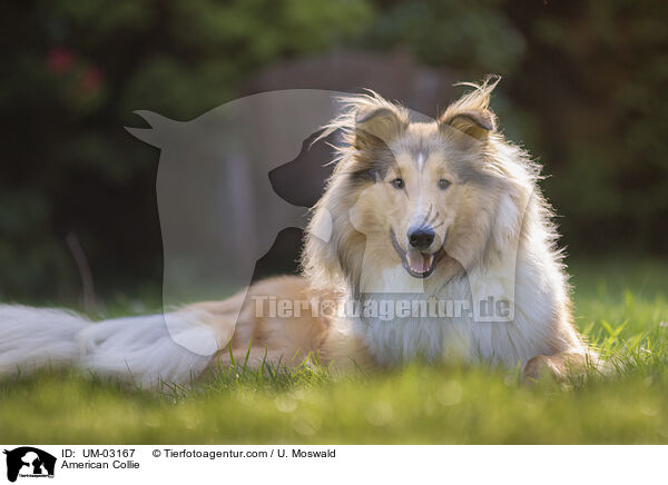 American Collie / American Collie / UM-03167