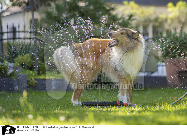 American Collie / American Collie / UM-03170