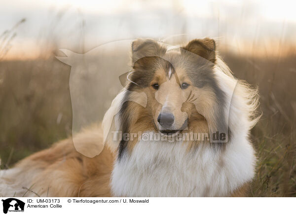 American Collie / American Collie / UM-03173